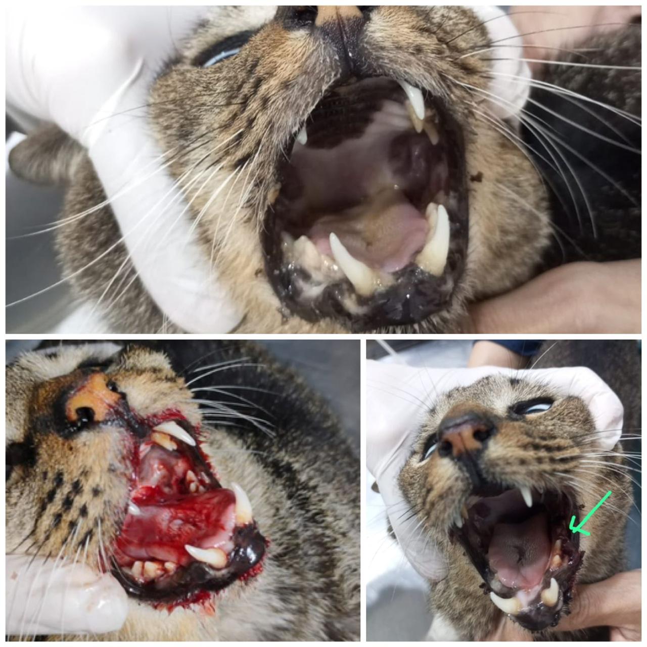 Bukti kucing dengan luka di mulut membaik setelah diberi Pawprolis