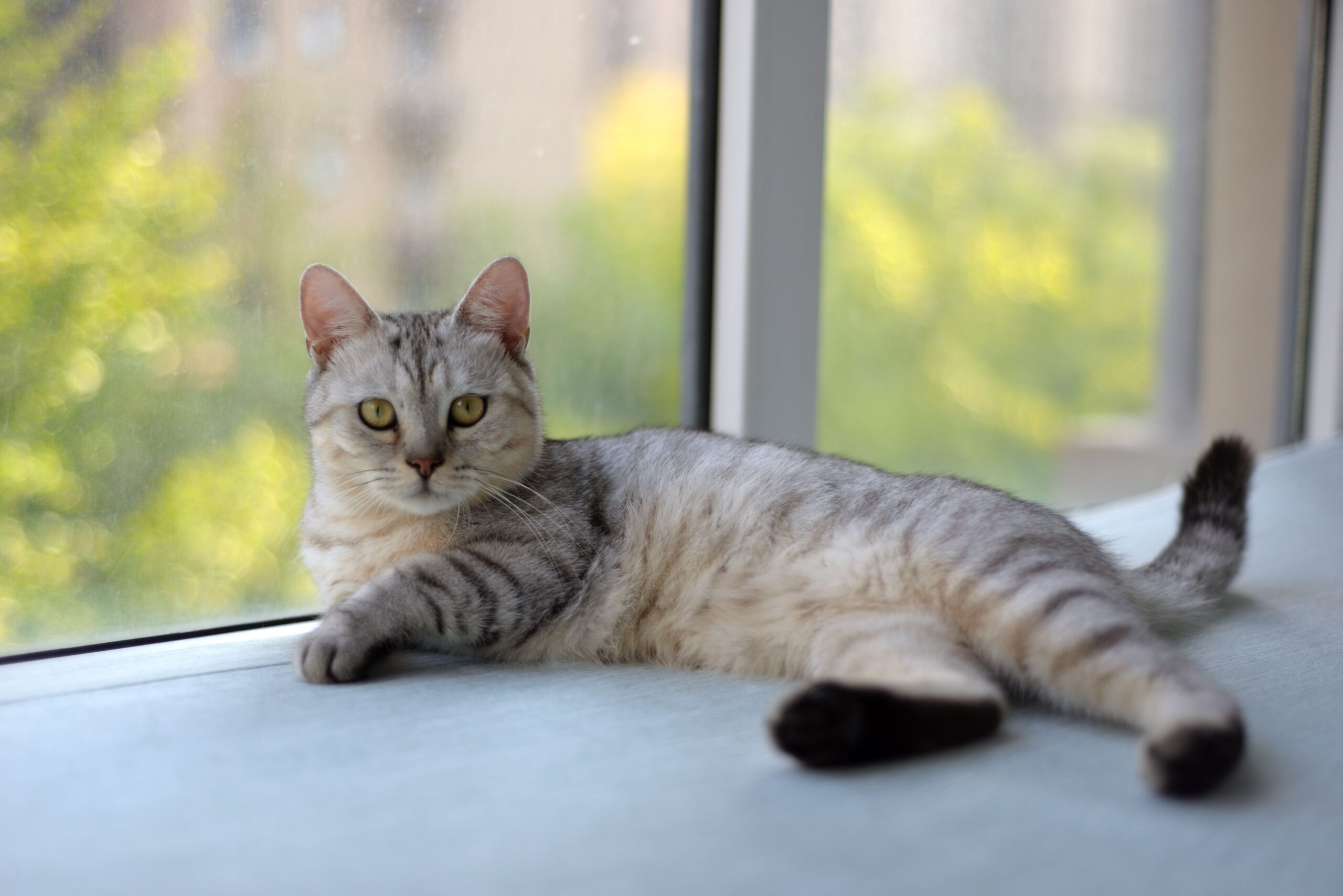 Kucing — cocok diberi Pawprolis
